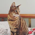 Mih’loe Edward Lopez Lenz III - @mihloedacat - Instagram