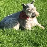 Edward Mercer - @edwardm_schnauzer - Instagram
