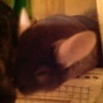 Twilight Edward Milner - @twilightthecrazychinchilla - Instagram