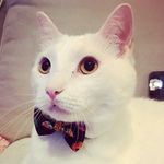 DapperEd - @edwardmittenhands - Instagram
