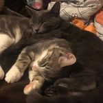 Misty💙Mittens💗Edward💙Eli💙Jay💙 - @misty.mittens.edward.eli.jay - Instagram
