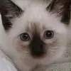 HeinousStorm602 - @edward1217moremore - TikTok