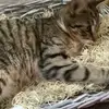 Edward Odell351 - @kittybro1234 - TikTok