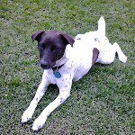 Edward passmore - @pugie2469 - Instagram