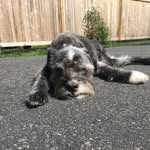 @edward_percy_puppyhands - Instagram