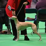 Megan, Edward, Percy, Olive & Ivy - @their_royal_dognesses - Instagram