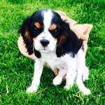 Nathaniel Edward Pomeroy - @nate_thepup - Instagram