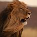 Edward; Lion of Narjotic Pride - Facebook