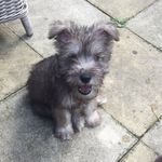 Edward Prime - @edward_prime_theminischnauzer - Instagram