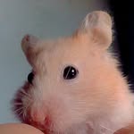 edward,puttoom 🐹 - @hamterofratree - Instagram