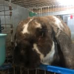 Edward - @edward_the_rabbit_ - Instagram