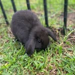 Edward Rabbit - @edward_chews - Instagram