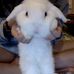 Edward The-rabbit - Facebook
