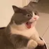 EdwardTheRabbitCat - @mylittlerabbitcat - TikTok