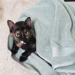 ImmaCat - @mr.meow_and_radical_edward - Instagram