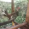 Roger Edward - @roger.edward - TikTok