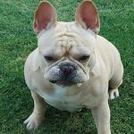 Blue sapphire #Frenchbulldog - @edwardrosas31 - Instagram