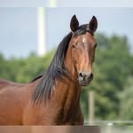 king of kings, greta is my wife :) - @edward_royal_horses - Instagram