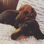 Adventures of Edward & Ruby - @edward_and_ruby - Instagram