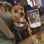 just the best little dog 🐶💖✌ - @rupertedward_thepomjack - Instagram