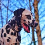 STANLEY - - @stanleyrupertedwards - Instagram
