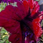Kaleb Johnathan Edward Spangler - @spangdaddy21 - Instagram