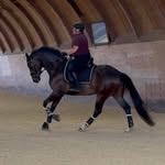 Julie Edwards - @sprucehillstables - Instagram