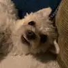 Edwardsuarezz6999 - @edwardsuarezz599 - TikTok
