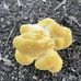 Mushrooms N Such - Facebook