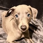 Eddy the Stinky - @edwardstinkerton - Instagram