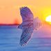 Edward Torgersen - Facebook