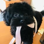 Edward (toy cavoodle) - @edward_teddybear_dumpling - Instagram