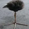 Rambo - @edward.tremblay - TikTok