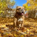 Edward Wheeler - @tako_thebully - Instagram