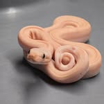 Edward Whitfield - @whitfieldboas - Instagram