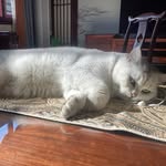 Edward Yi - @edwardyi28 - Instagram