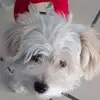 Edwin Bañuelos980 - @dinosaurioxd4 - TikTok