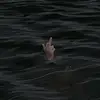 Edwin Bernhardt875 - @edwinbernhardt1 - TikTok