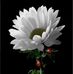 Edwin Burrows - Facebook