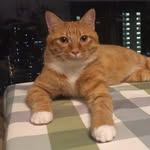 Edwin Chiu Man Mok - @mokcm123 - Instagram