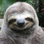 edwin everett - @edwin_the_sloth - Instagram
