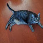 Edwin Farr - @rennisanman - Instagram