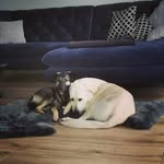 Fine&Edwin  Buddies for Life - @fine.und.edwin.buddies.4.life - Instagram