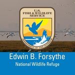 Edwin B. Forsythe NWR - @forsythenwr - Instagram