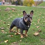 Edwin 🐶 - @edwin.french.bulldog - Instagram