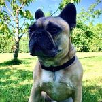 Edwin French Bulldog - @edwin_french_bulldog - Instagram