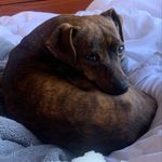 🐶 Edwin. Friend to all. - @edwin.longboi - Instagram