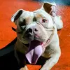 Soy Gael - @edwin.gato - TikTok