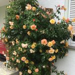 Edwin Haag - @edwin.haag1939 - Instagram