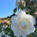 Edwin Hermosilla Cruz - Facebook